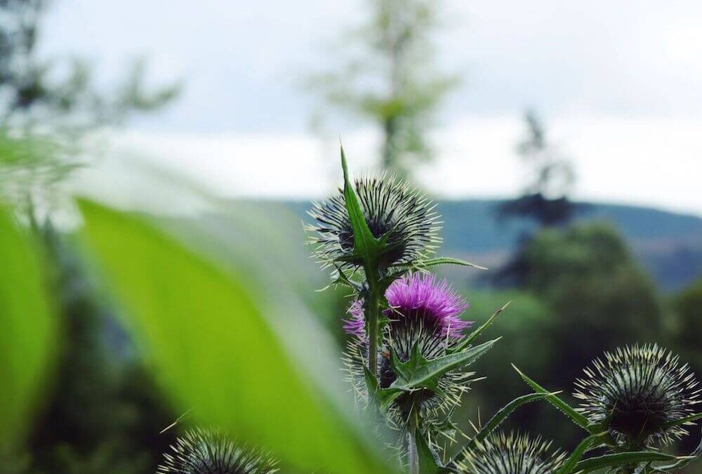 Learn English with Scottish culture | Thistles