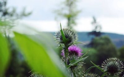 Scottish Culture | About the Scottish Thistle