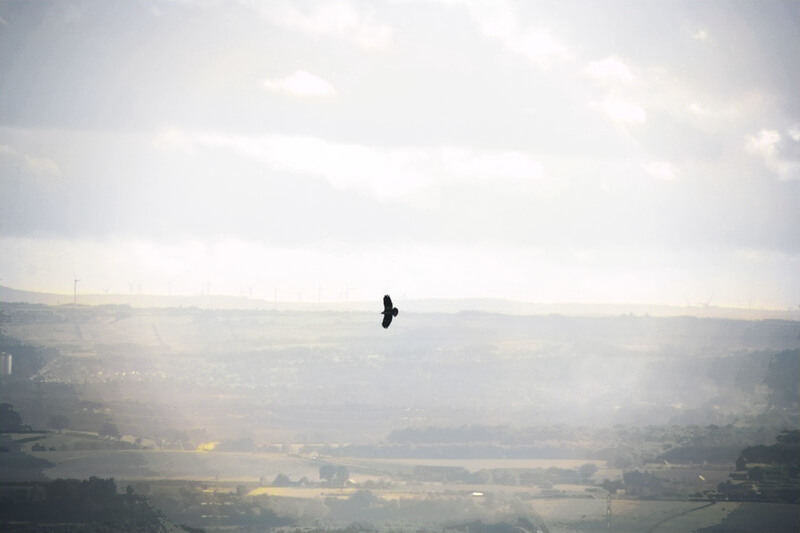 A bird of prey riding the thermals, in the background the city of Stirling - seen from Dumyat.