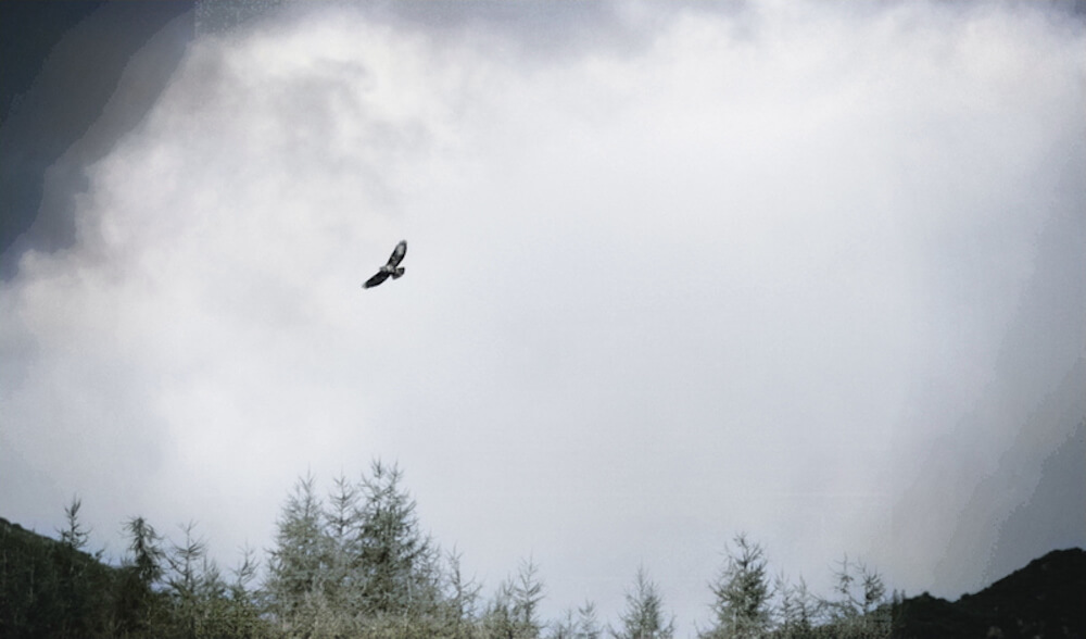 golden eagle Scottish wildlife