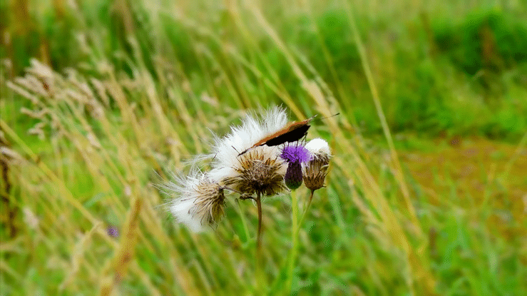 butterfly landiing on a thistle head
