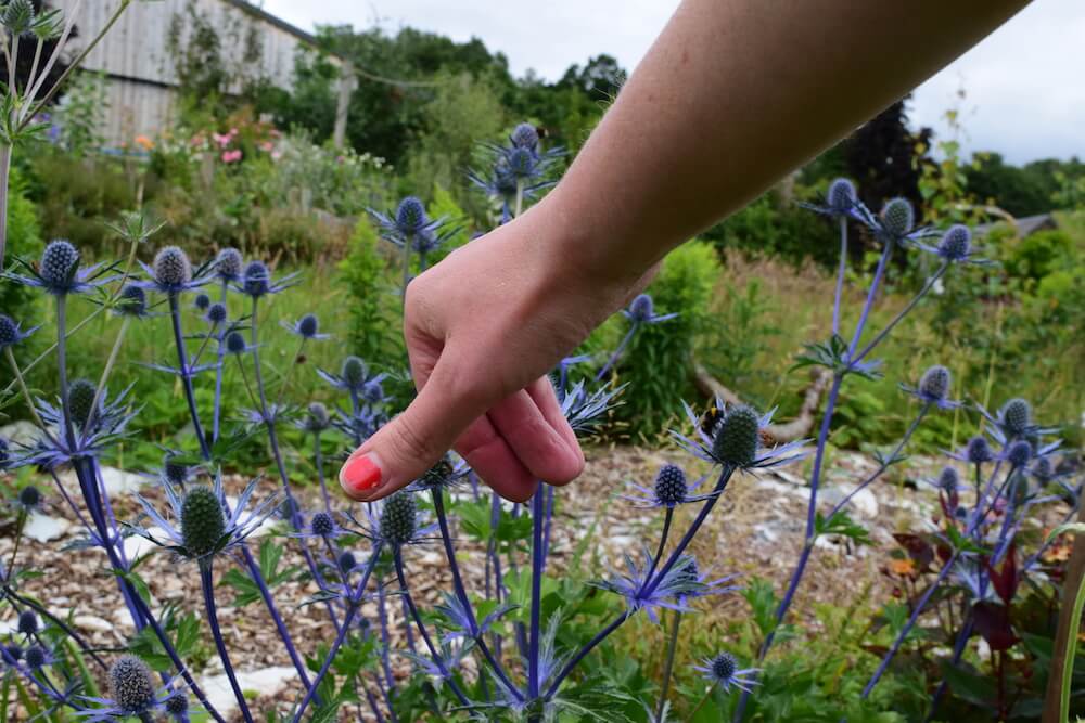 Learn English with Scottish culture | hand touching thistles