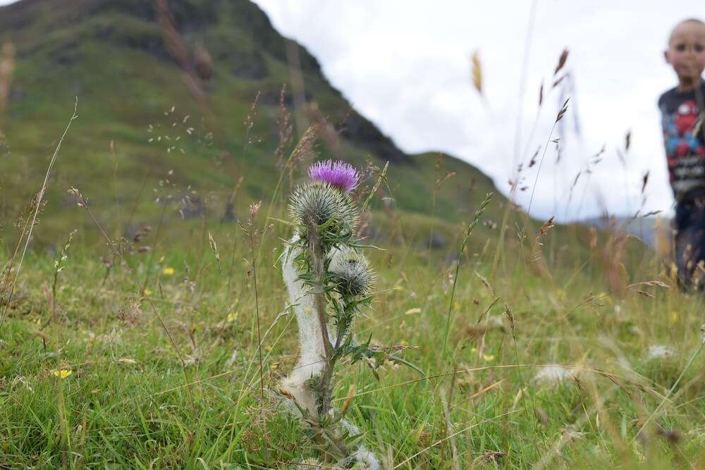 mountain thistles and child