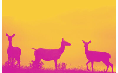 Red Deer Encounter | English Immersion Activity Scotland