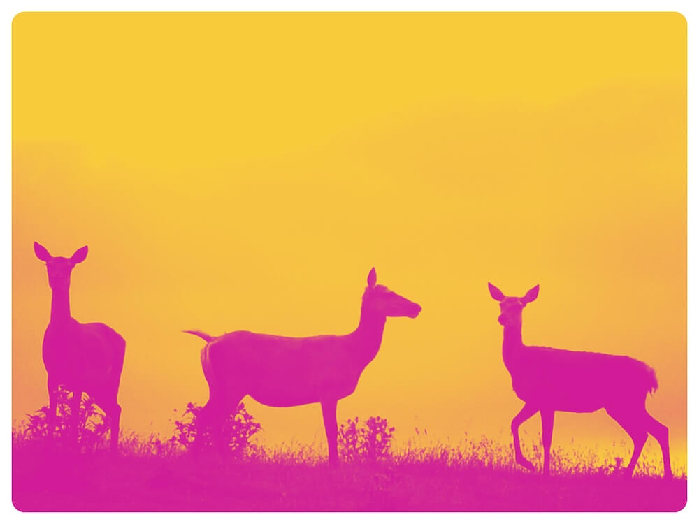 Red Deer Feed experience in Perthshire with colour filter. 