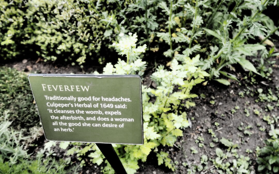 live language learning - herb garden at Stirling castle - medicinal herbs