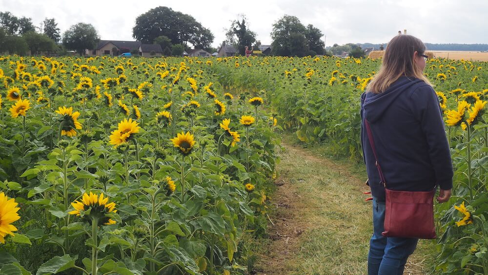 sunflower picking walk English excursion - language activity in Perthshire