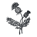 icon of thistle for blog on Scottish culture