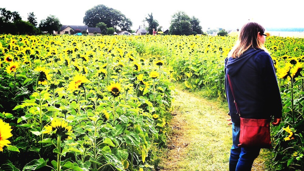 English excursion to sunflower field. English client looking at field