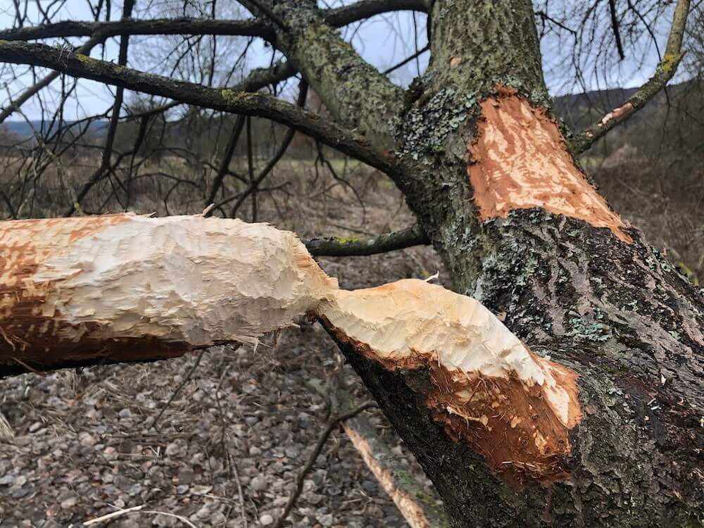 beaver bitten tree Aberfeldy