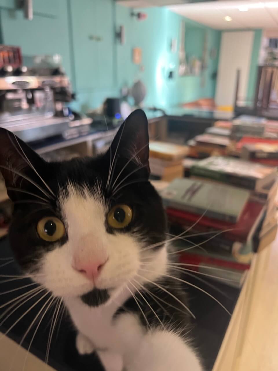 our langage school cat. One reason why face-to-face classes are better. 