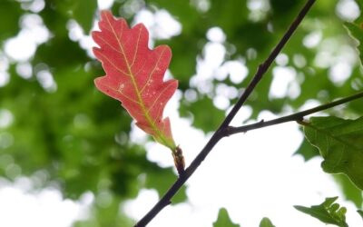 Stop for Autumn – and Fix 2 Problems in 1