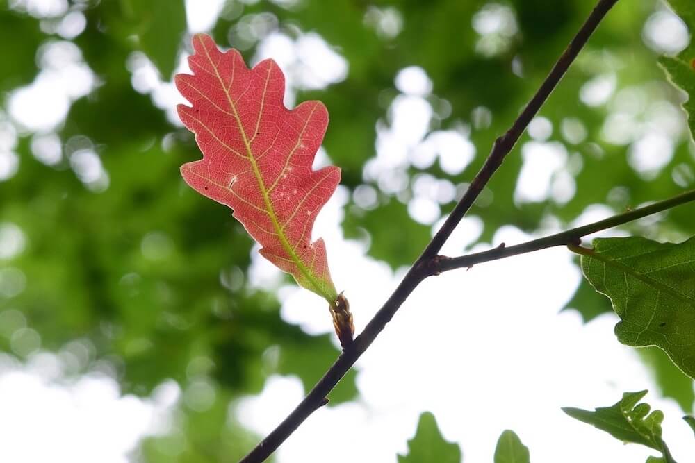 autumn leaf for English autumn holiday in Scotland