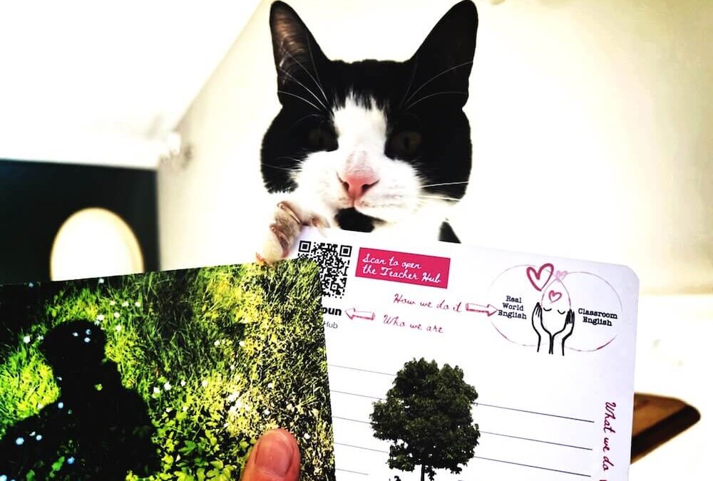 Your comfort matters, cats in a language learning space. Cat with business cards