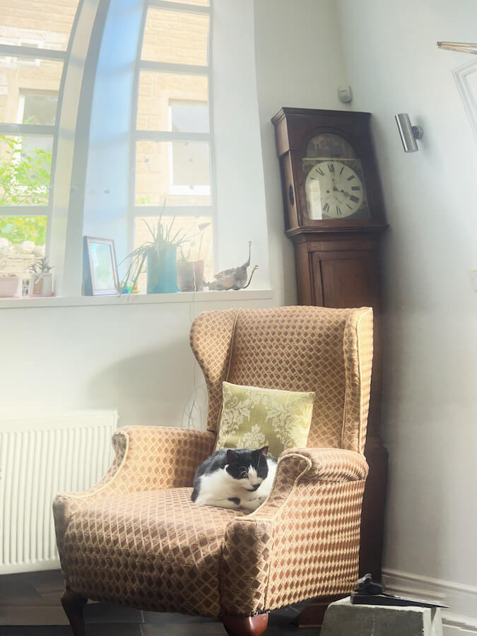 Cats in a  language school - your right to be comfortable and feel good. 