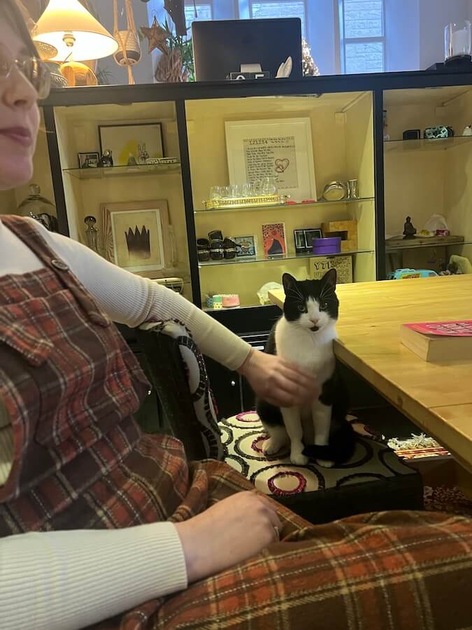 Cats in a language school - your right to be comfortable and feel good.