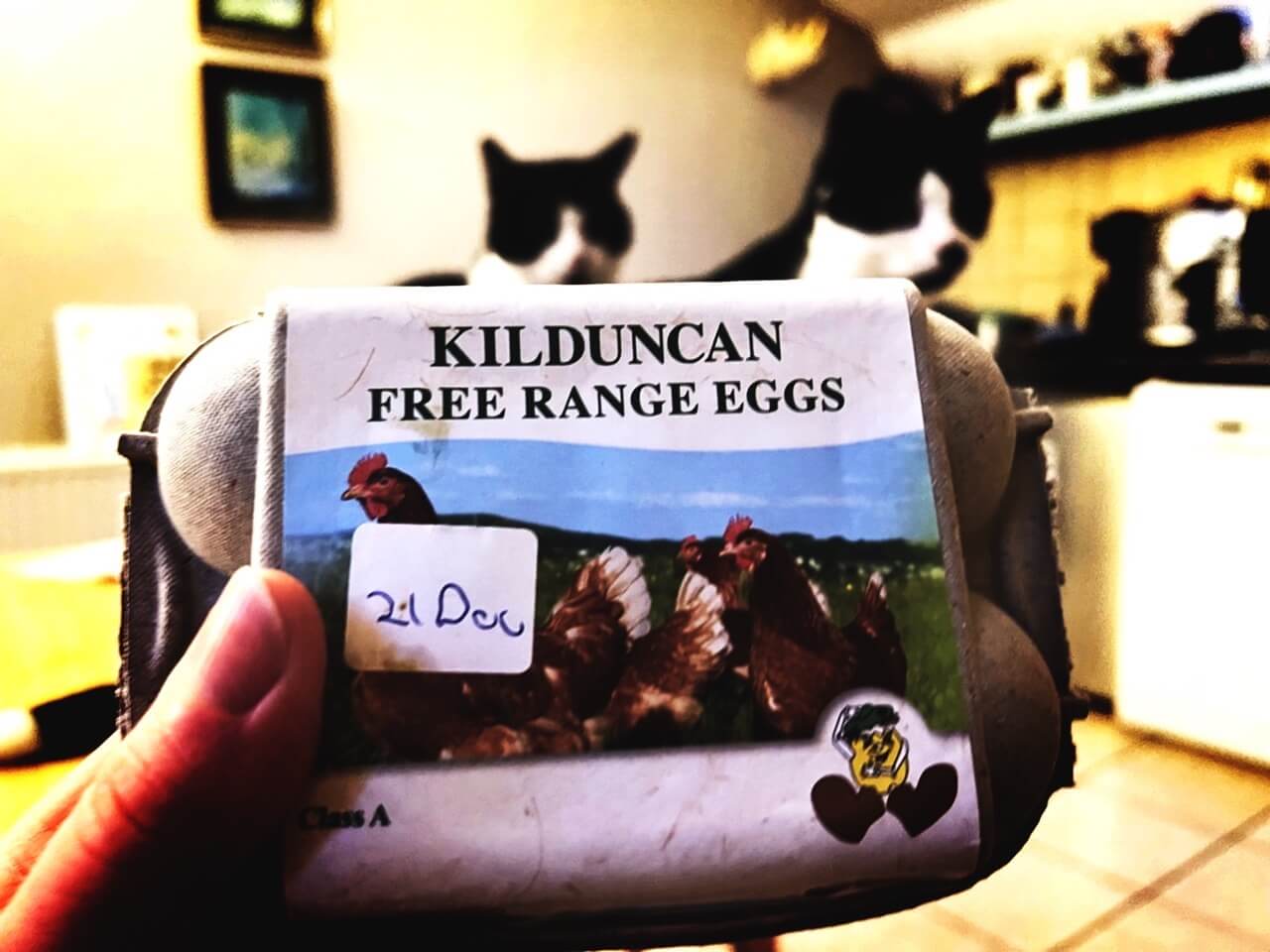 a Scottish farm egg box inside a kitchen with 2 cats in the background, used as a metaphor for guide to choosing a language holiday