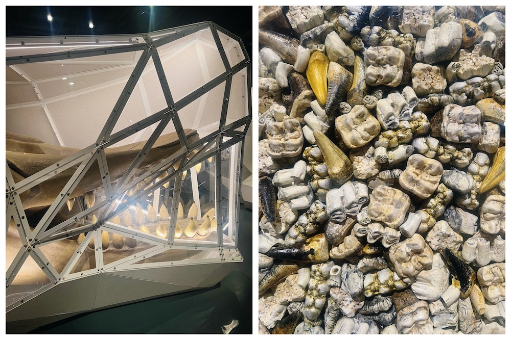 Giants exhibition at National Museum of Scotland close ups of teeth
