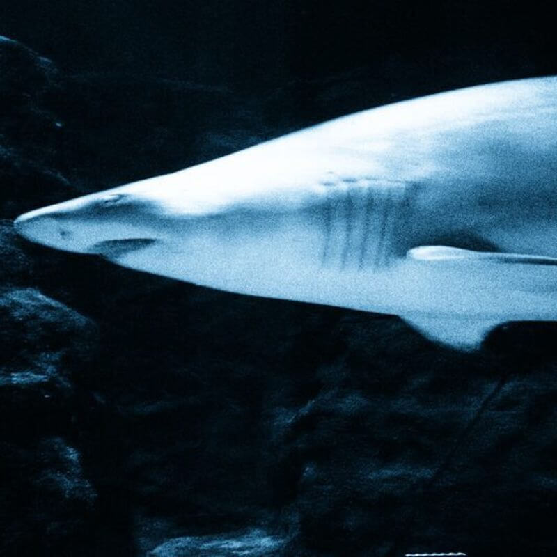 shark at Deep Sea World Edinburgh, cyan filter