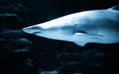 Where a Shrimp is as Remarkable as a Shark