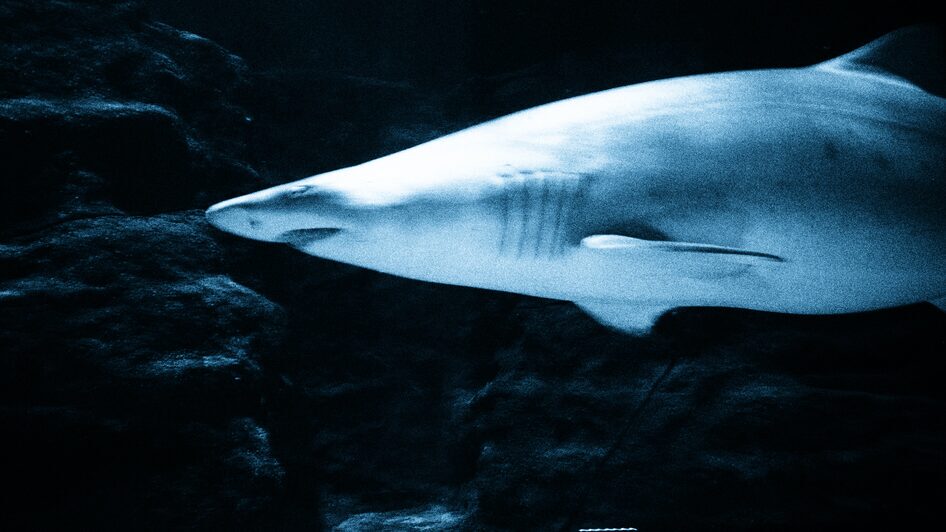 shark at Deep Sea World Edinburgh, cyan filter. Deep Sea world experience Scotland