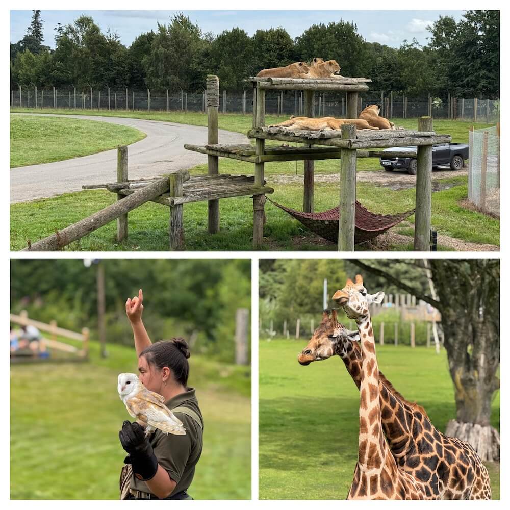 Family English Holiday safari park