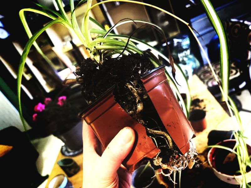 pot bound spider plant being set free - metaphor for cramped classrooms.