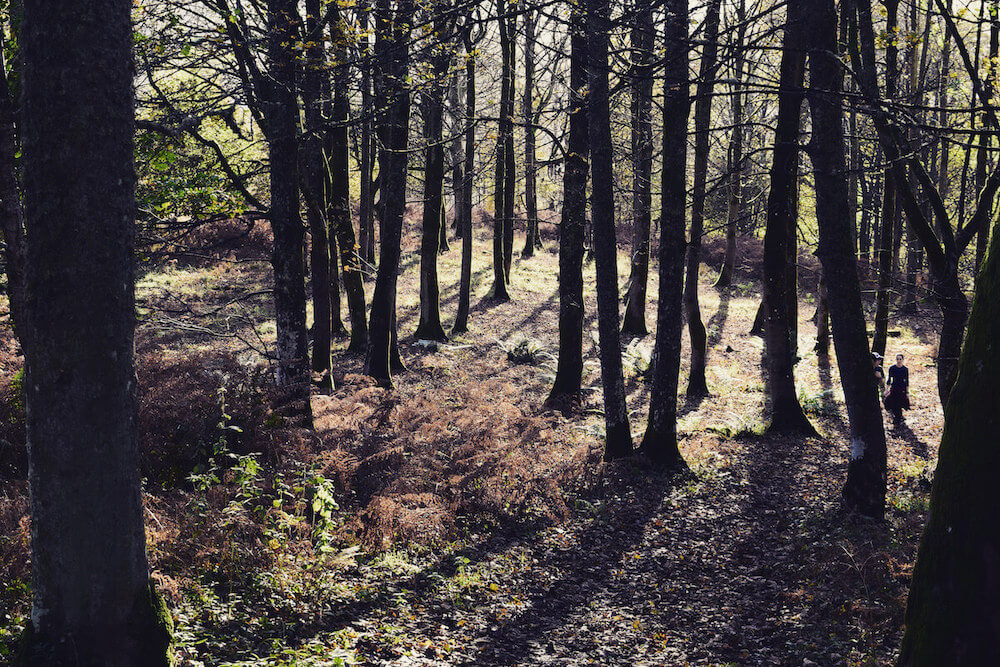 Walking in the Scottish woodlands for walking holiday in Scotland