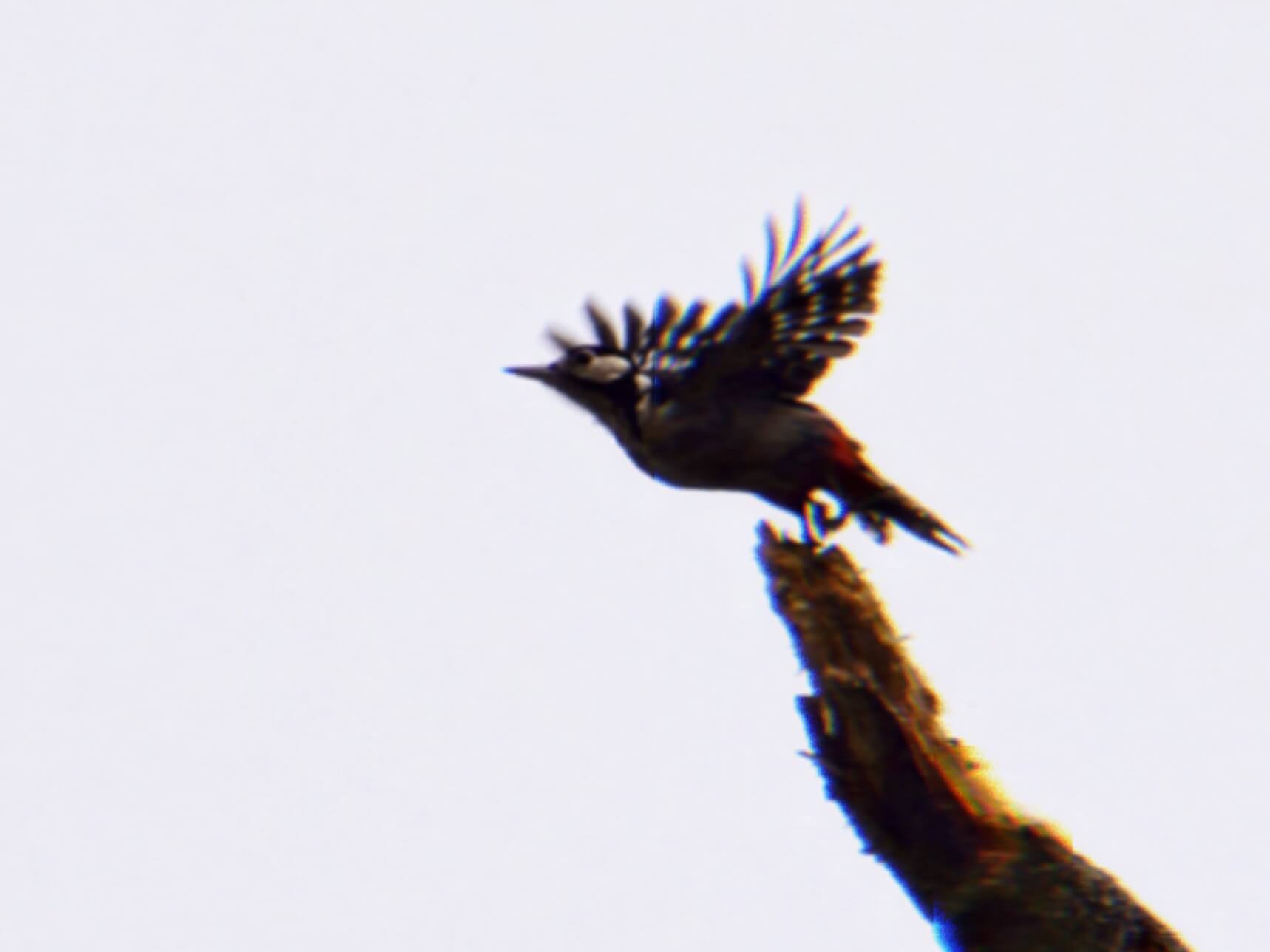 Woodpecker flying off log for guided nature walk holiday