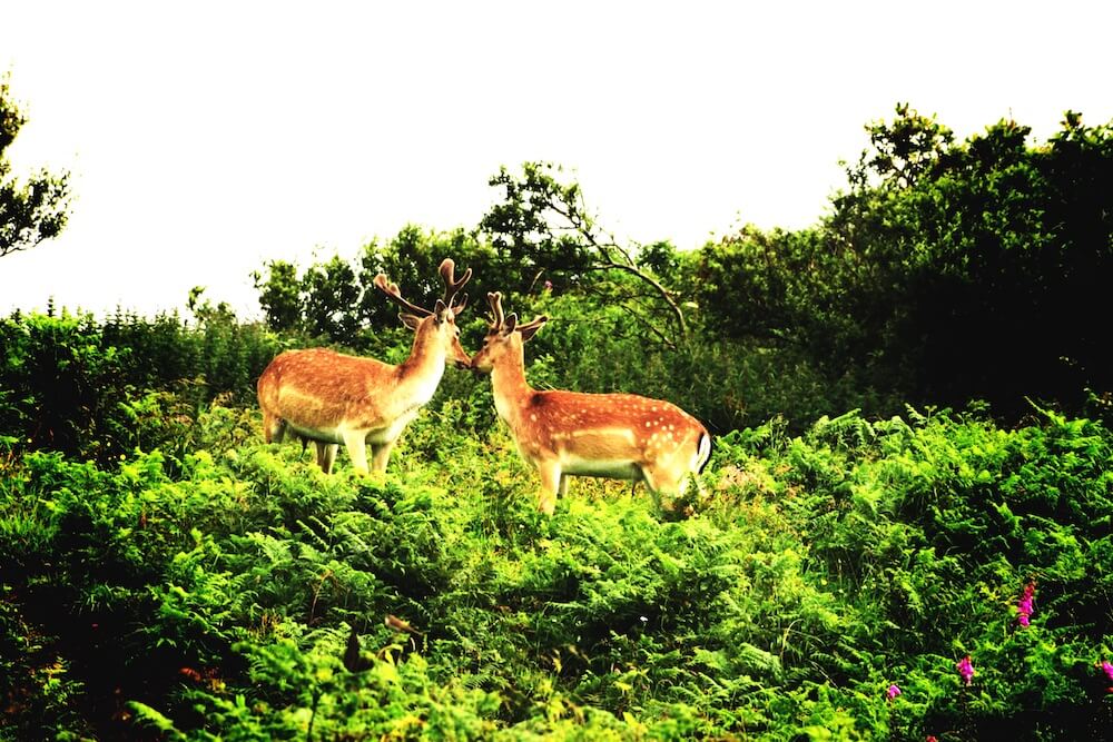 wild Fallow deer in Scotland 