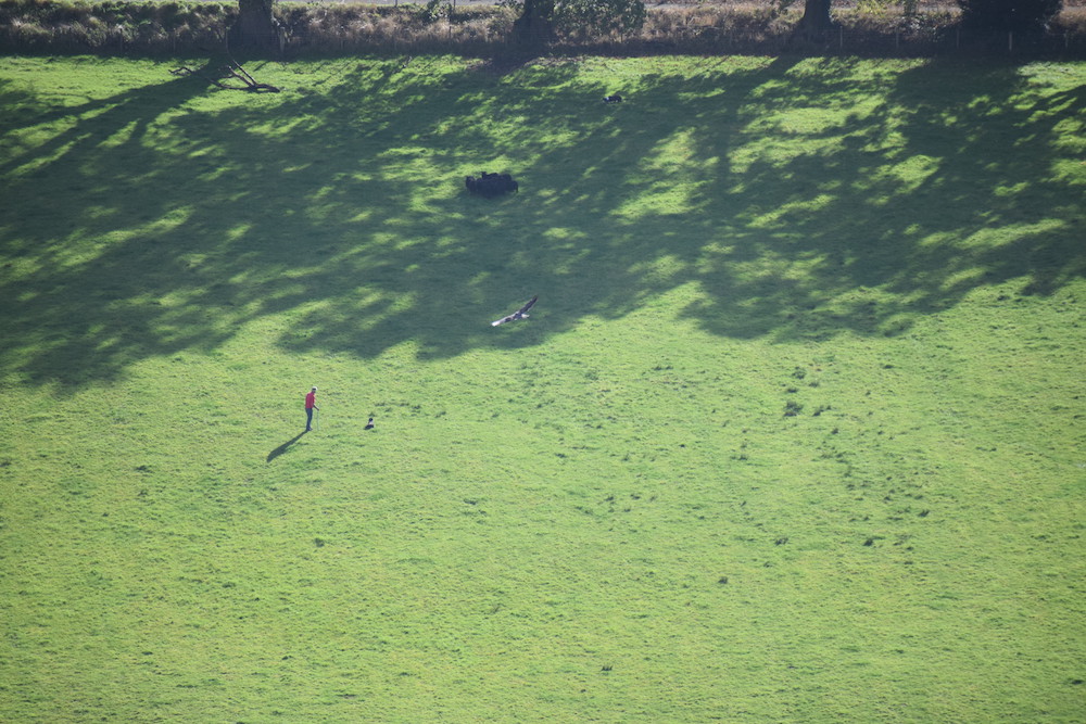farmer and sheep and buzzard in field seen from Dumyat
