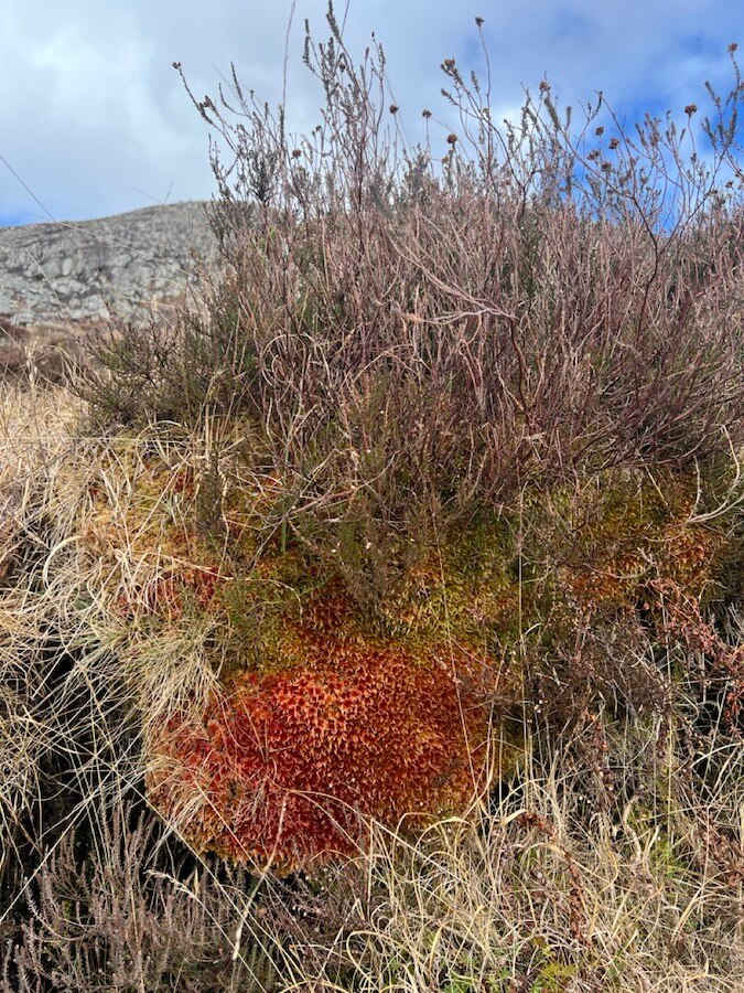 details of moss on wildlife and nature walk in Perthshire