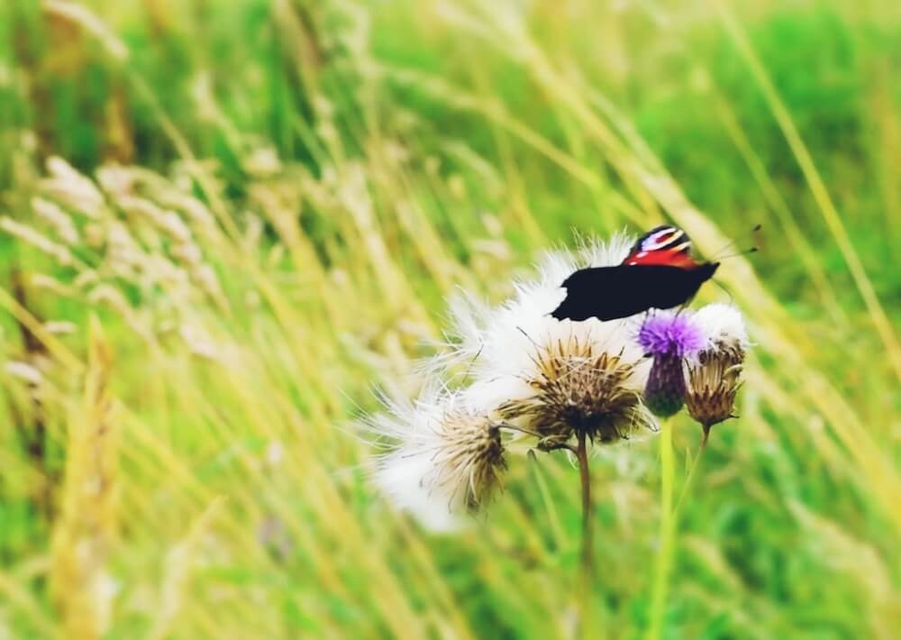 phot of butterfly landing on Scottish thistle used to illustrate error correction being overkill.