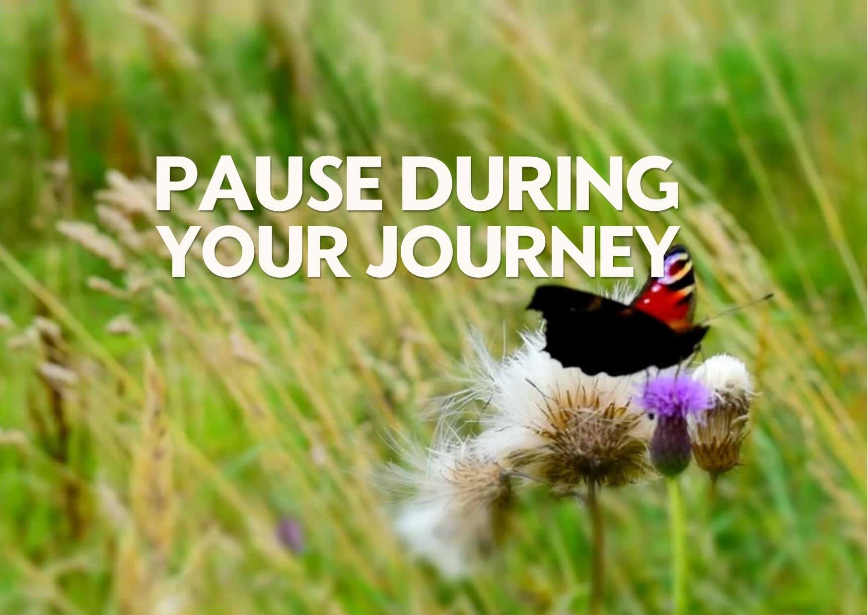English-Experiences-in Perthshire English experiences in Perthshire cover - butterfly on thistle