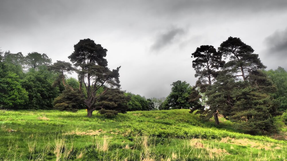 pine trees in Scottih landscape