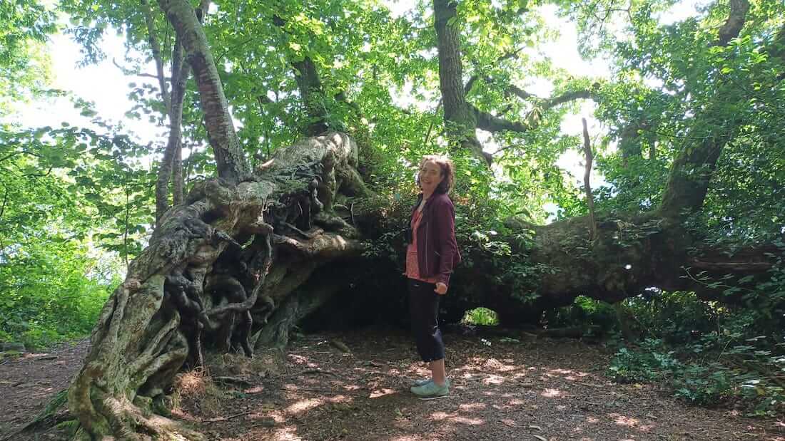 Ruth Pringle English coach on Inchmahome Island in the Trossachs, by big tree