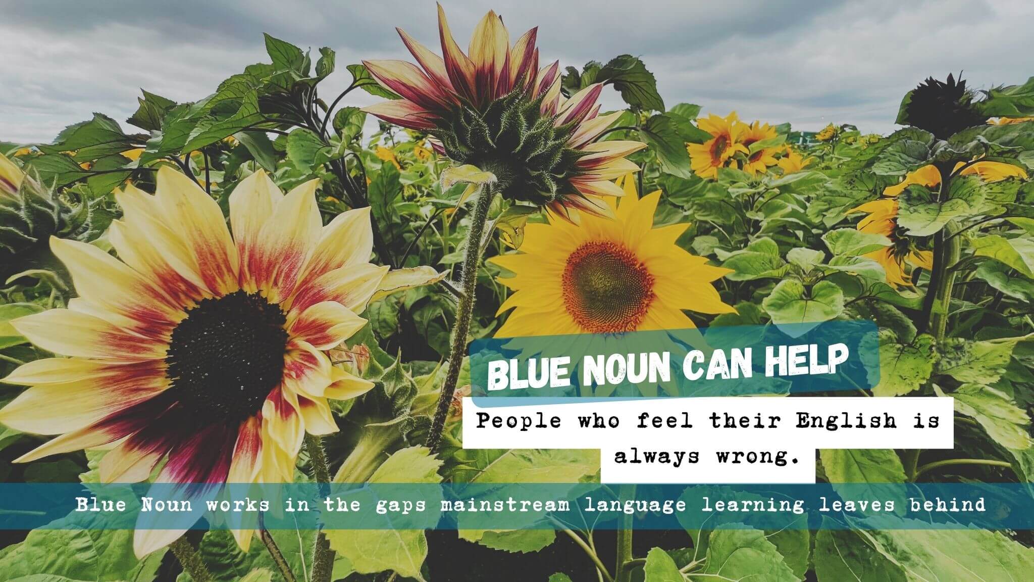 english-always-feels-wrong-blue-noun Sunflowers in a field with Blue Noun text for people who feel their English is always wrong.