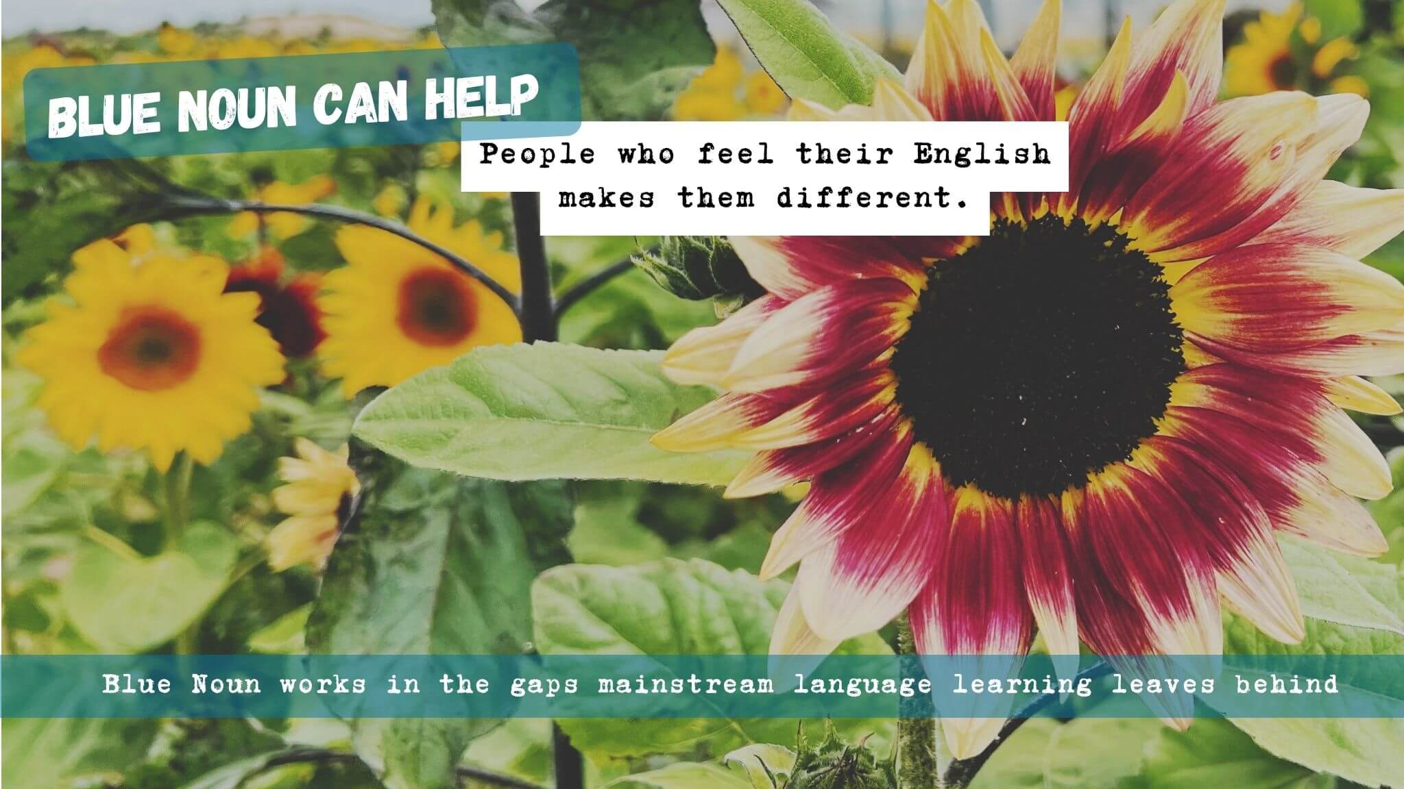 Sunflower image representing people who feel their English makes them stand out