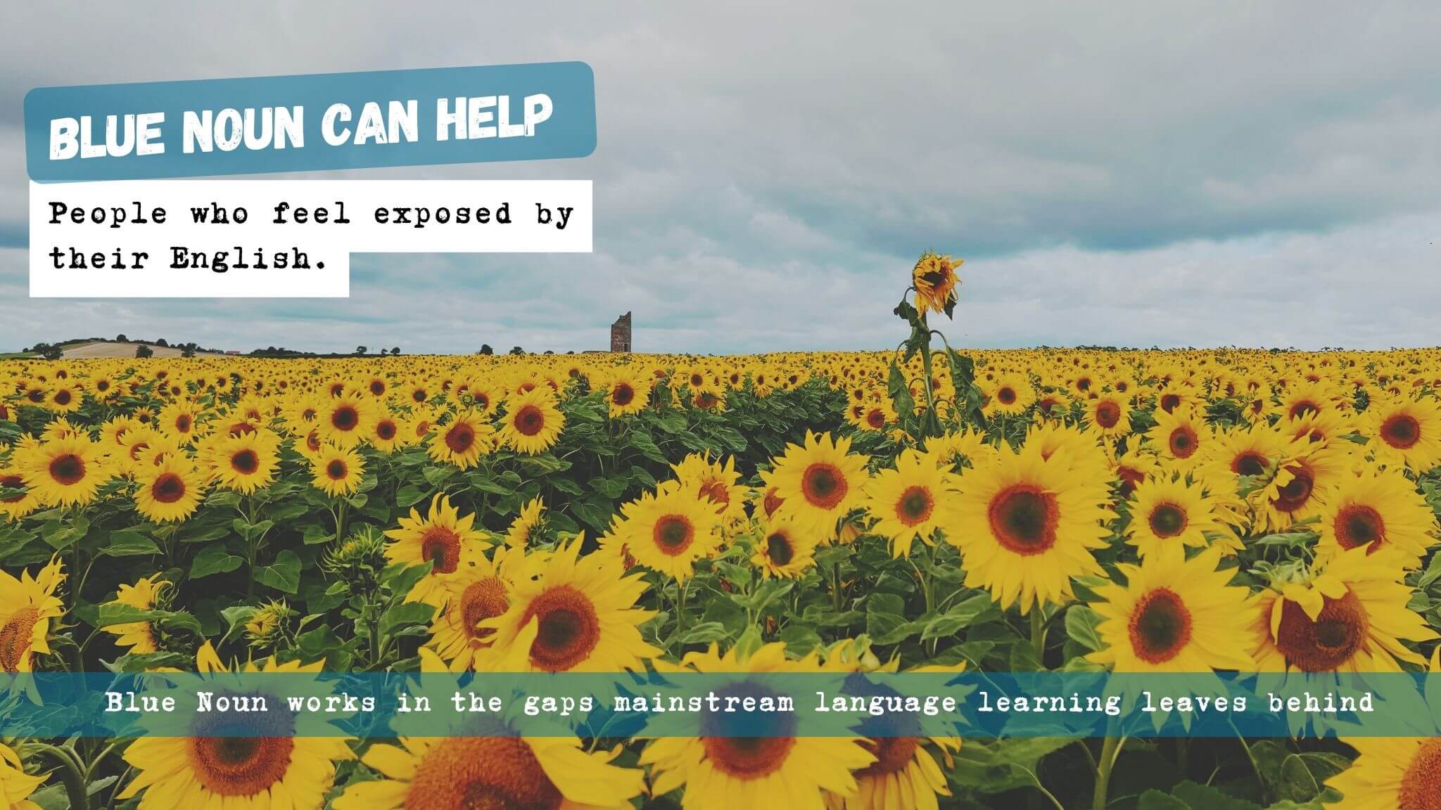 Sunflower image representing people who feel exposed when speaking English
