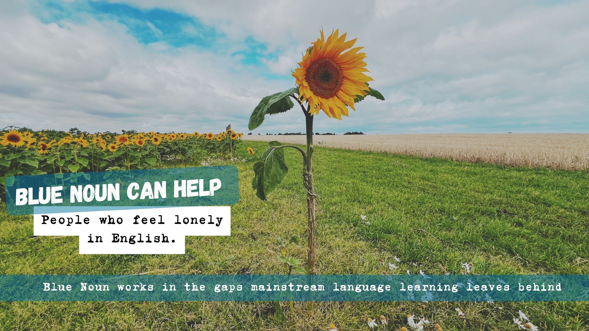 A single tall sunflower standing apart from a field of sunflowers, with the words: “Blue Noun can help people who feel lonely in English.”