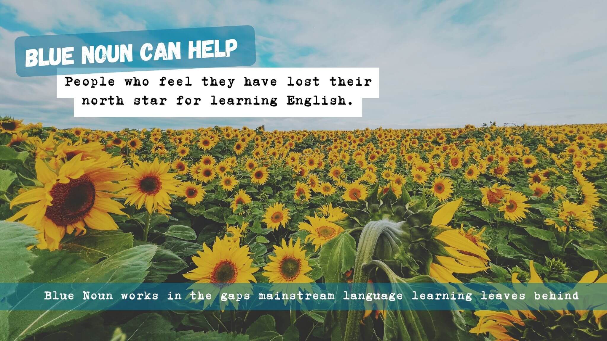 Sunflower image representing people who don't know which direction their English learning is going in