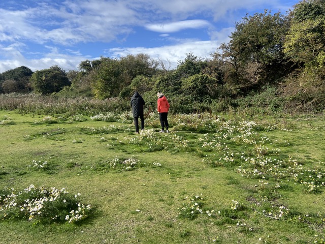 Enjoying wild daisies at blackness castle