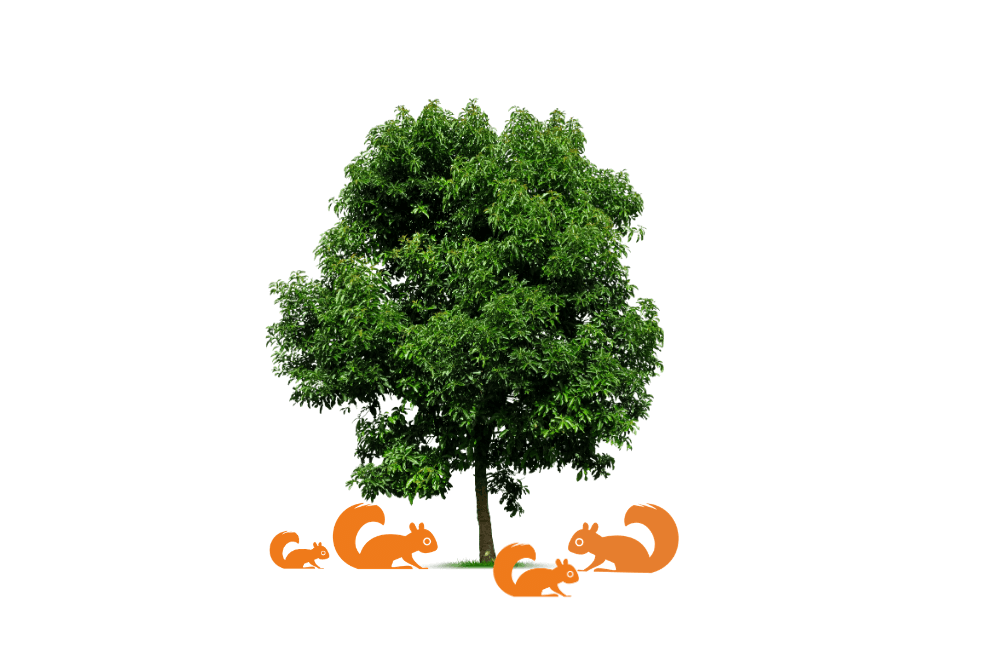 family holiday in Scotland logo for Bring the Squirrels