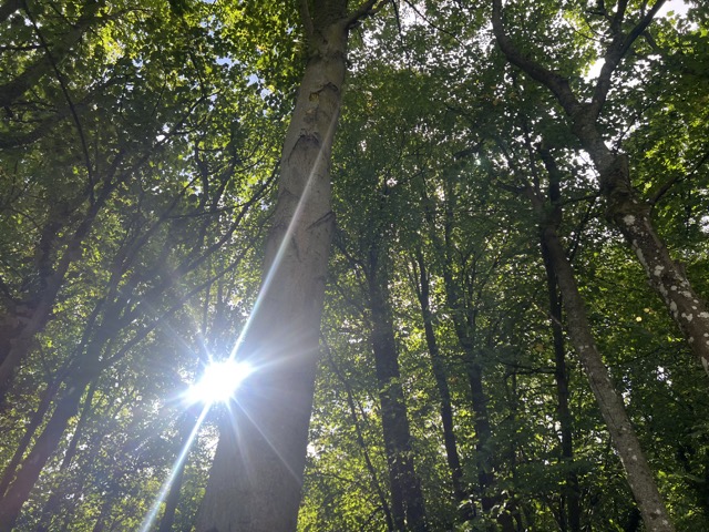 Woodland walk near Blackness Castle