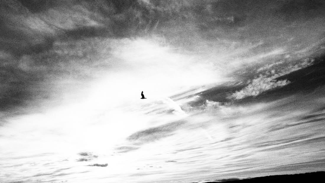 black and white photo of a seabird at Queensferry