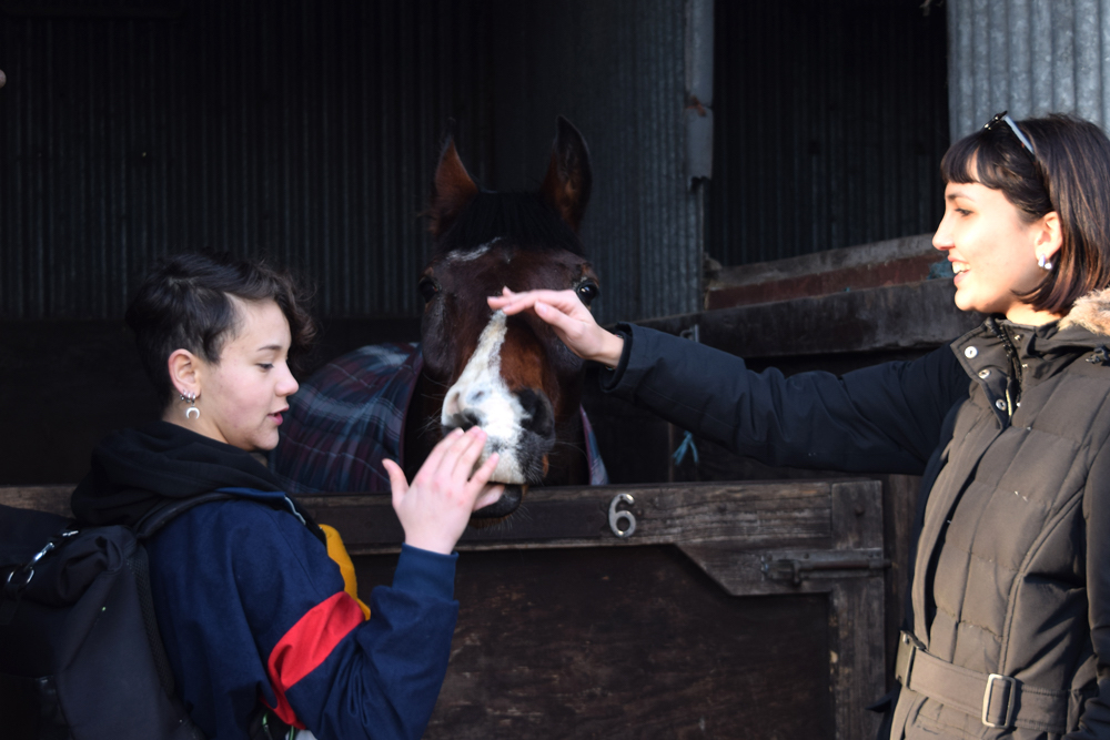 two language guests rubbing the nose of a horse