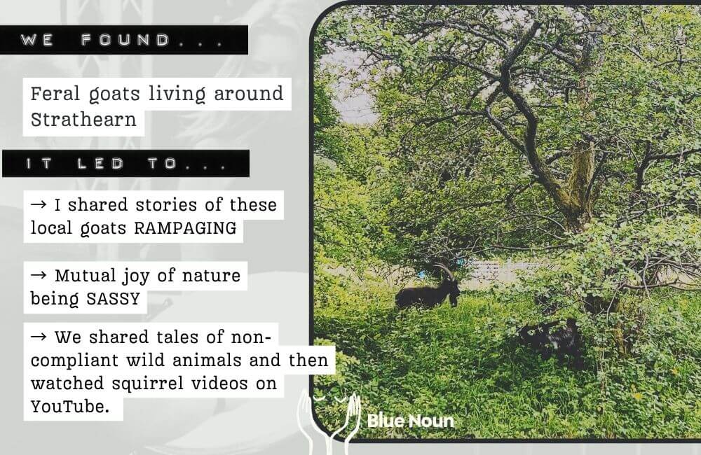 Wild goats among trees and dense vegetation in Strathearn, Scotland, spotted during a Blue Noun English language holiday.