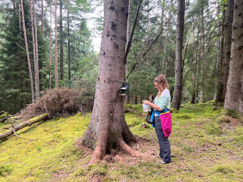 Red squirrel tracking in Scottish woodland as part of a Blue Noun wildlife experience in Scotland.