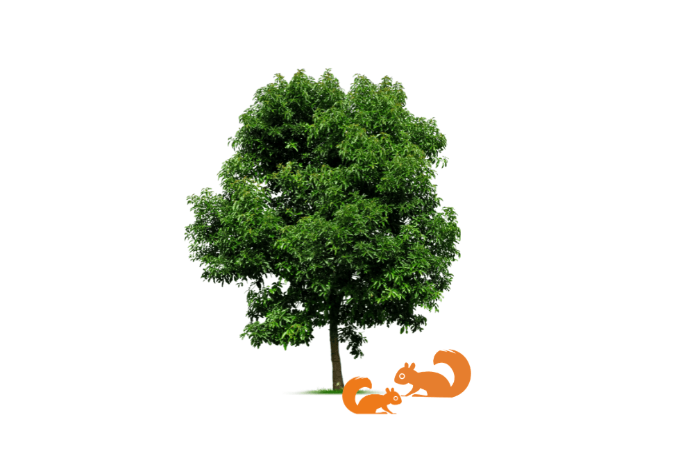 two squirrels representing one adult travelling with one child on a Blue Noun family English holiday in Scotland