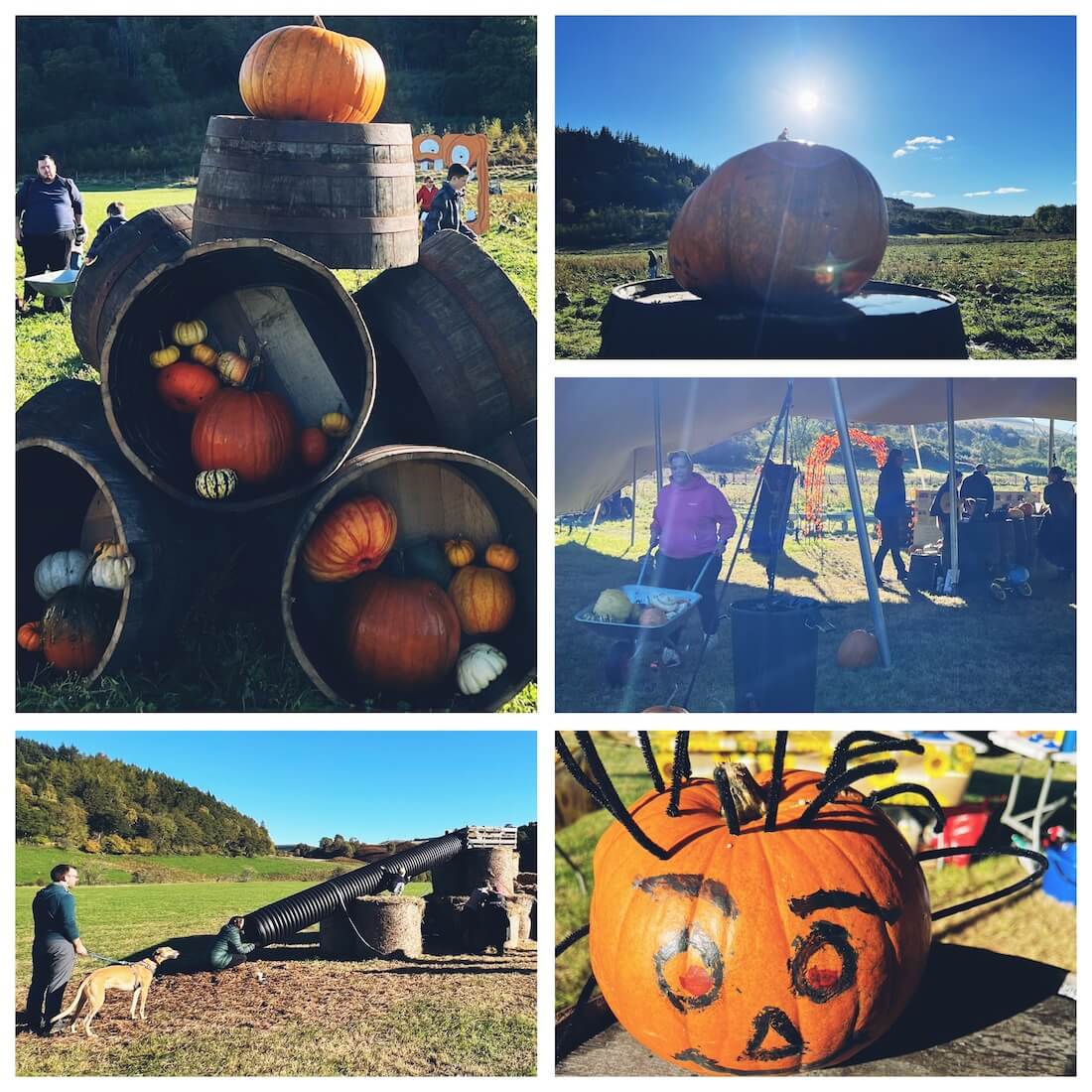 Local pumpkin harvest festival in Perthshire, Scotland, with pumpkins, families and community activities